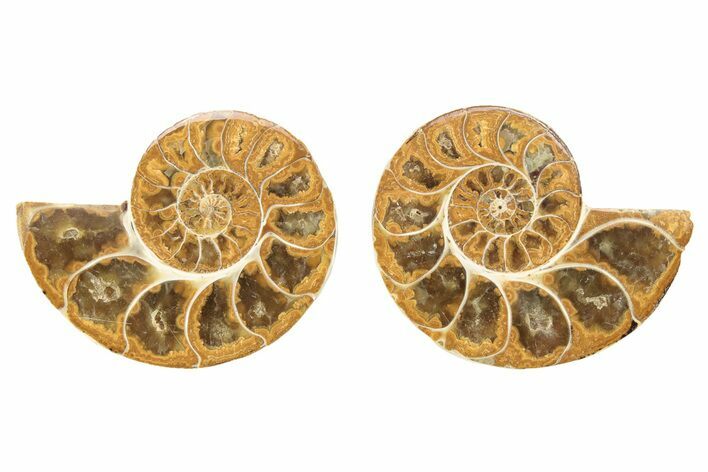 Orange, Jurassic-Aged Cut & Polished Ammonite Fossils - 1 1/2 to 2" - Photo 1